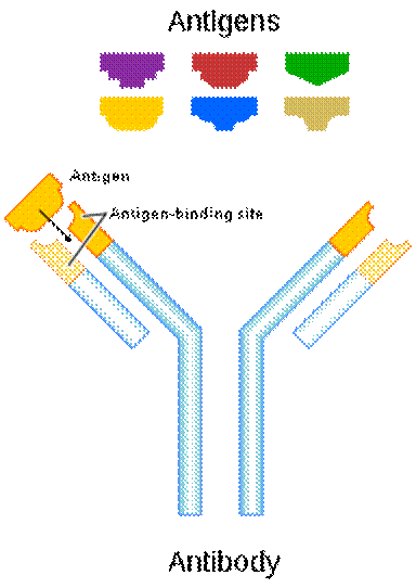 antibody antigen